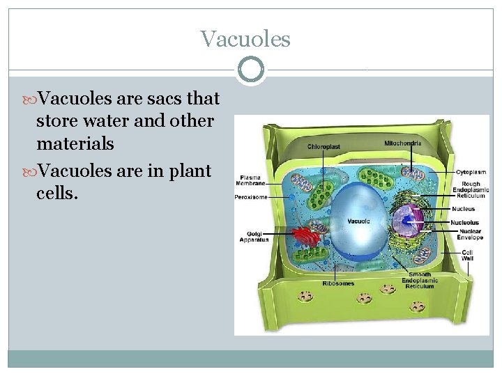 Vacuoles are sacs that store water and other materials Vacuoles are in plant cells.