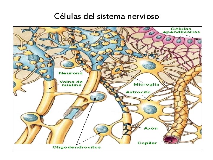 Células del sistema nervioso 