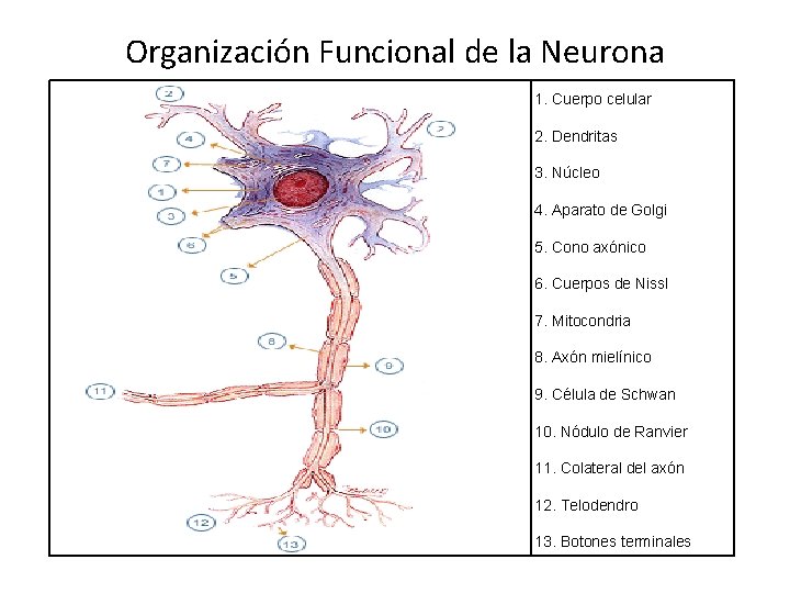 Organización Funcional de la Neurona 1. Cuerpo celular 2. Dendritas 3. Núcleo 4. Aparato