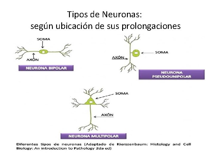 Tipos de Neuronas: según ubicación de sus prolongaciones 
