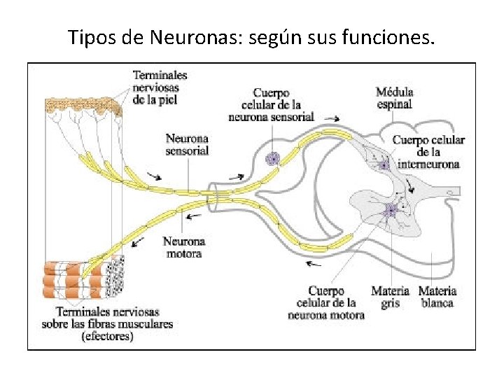 Tipos de Neuronas: según sus funciones. 