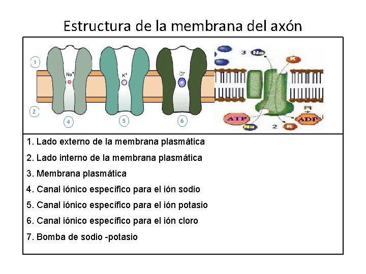 Estructura de la membrana del axón 1. Lado externo de la membrana plasmática 2.