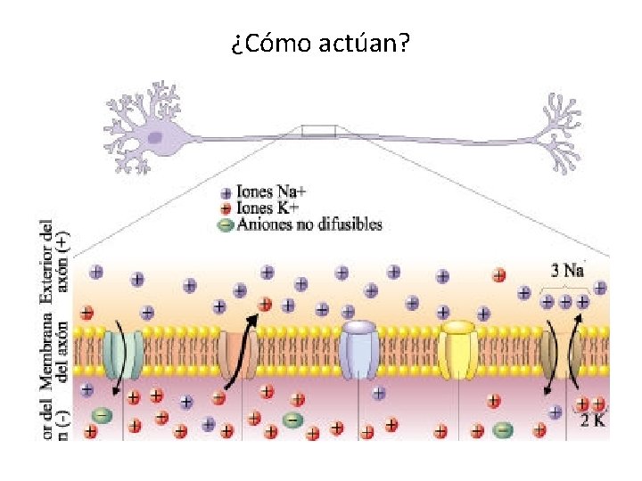 ¿Cómo actúan? 