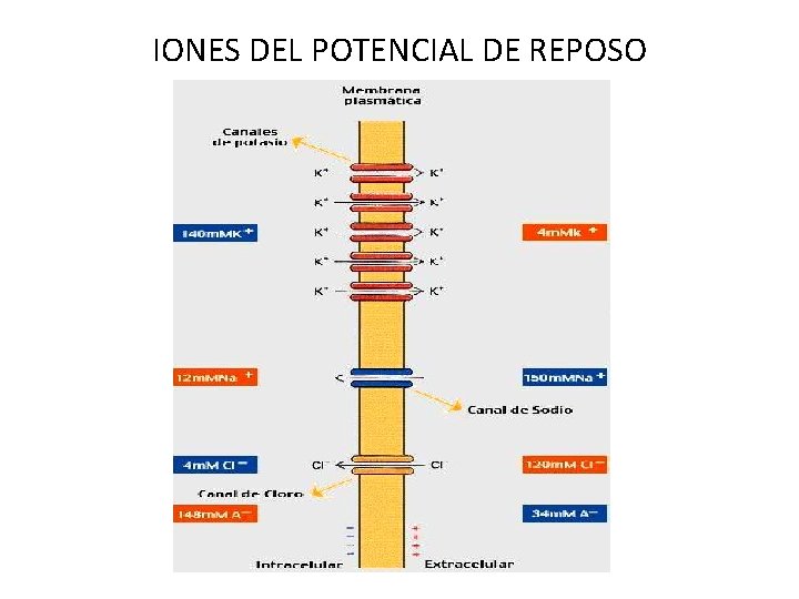 IONES DEL POTENCIAL DE REPOSO 