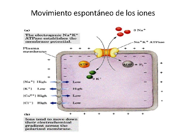 Movimiento espontáneo de los iones 