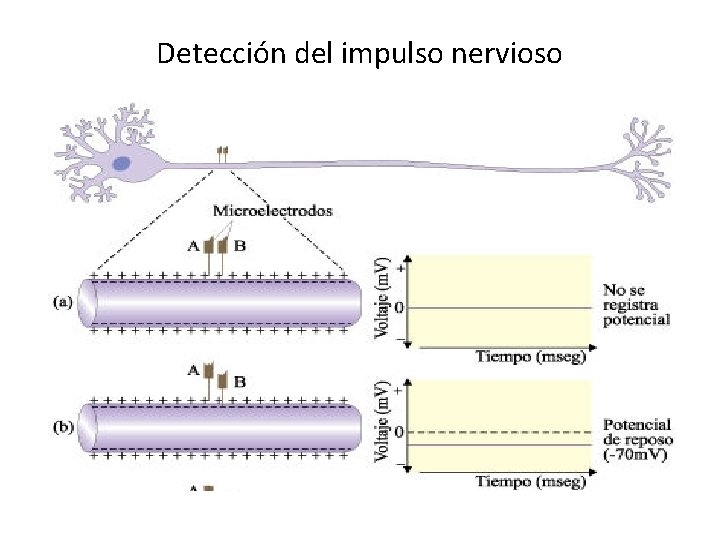 Detección del impulso nervioso 