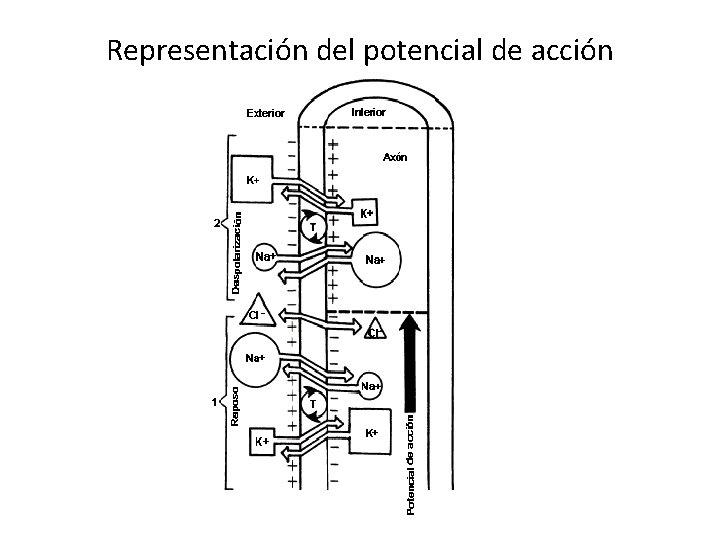 Representación del potencial de acción 