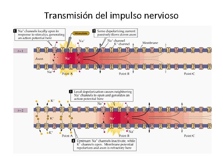 Transmisión del impulso nervioso 