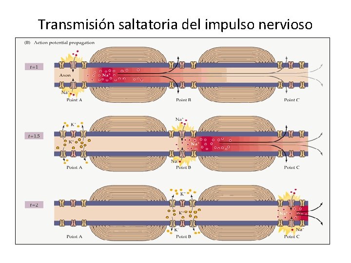 Transmisión saltatoria del impulso nervioso 