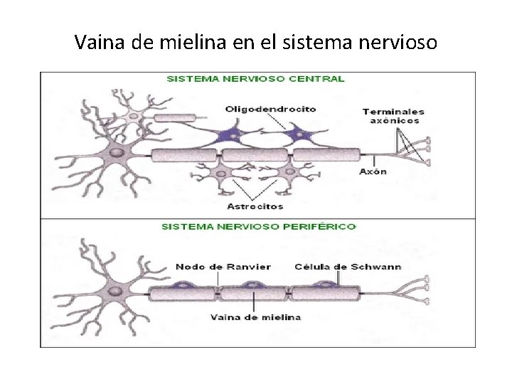 Vaina de mielina en el sistema nervioso 