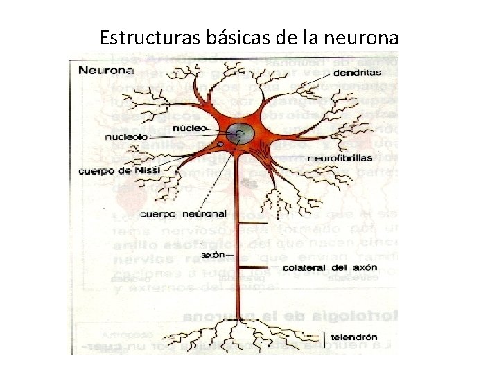 Estructuras básicas de la neurona 