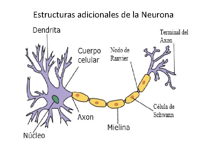 Estructuras adicionales de la Neurona 