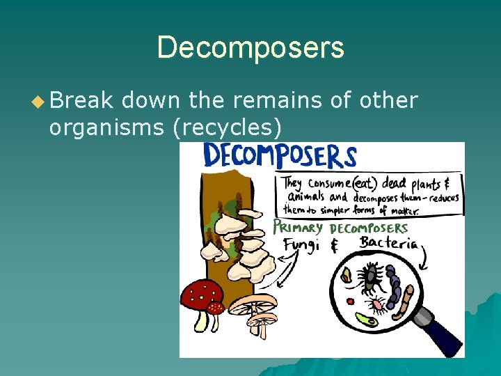 Decomposers u Break down the remains of other organisms (recycles) 