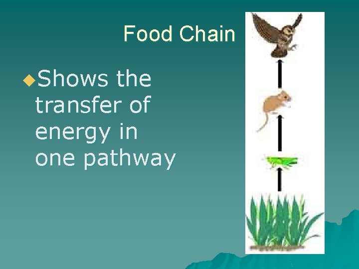 Food Chain u. Shows the transfer of energy in one pathway 