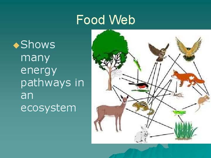Food Web u Shows many energy pathways in an ecosystem 