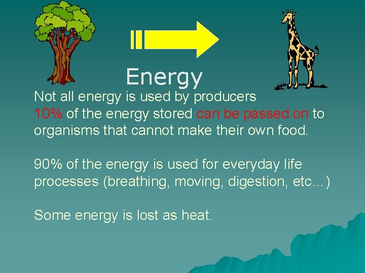 Energy Not all energy is used by producers 10% of the energy stored can