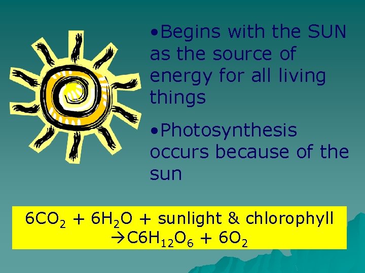  • Begins with the SUN as the source of energy for all living