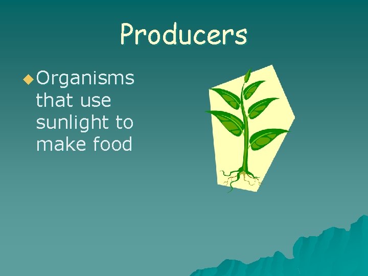 Producers u Organisms that use sunlight to make food 