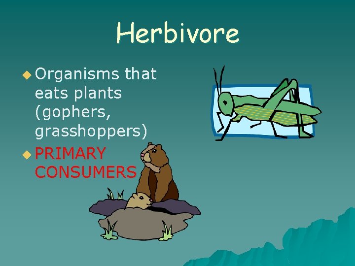 Herbivore u Organisms that eats plants (gophers, grasshoppers) u PRIMARY CONSUMERS 