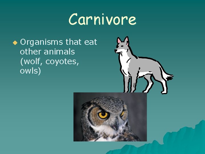 Carnivore u Organisms that eat other animals (wolf, coyotes, owls) 