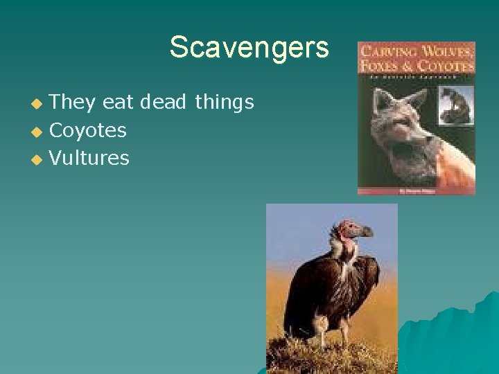 Scavengers They eat dead things u Coyotes u Vultures u 