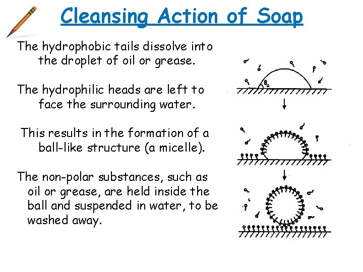 Cleansing Action of Soap The hydrophobic tails dissolve into the droplet of oil or