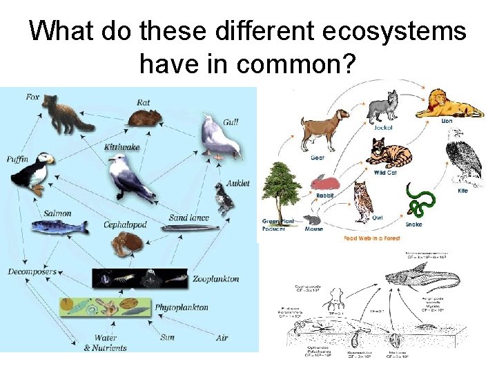 What do these different ecosystems have in common? What do these different ecosystems have in common?