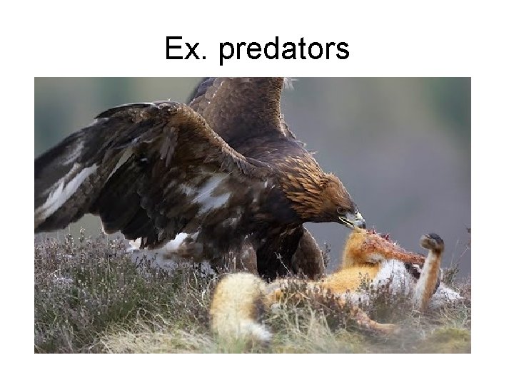 Ex. predators Ex. predators