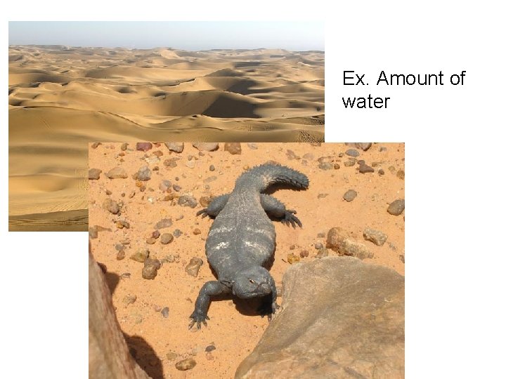 Ex. Amount of water Ex. Amount of water