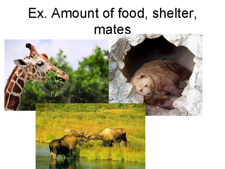 Ex. Amount of food, shelter, mates Ex. Amount of food, shelter, mates