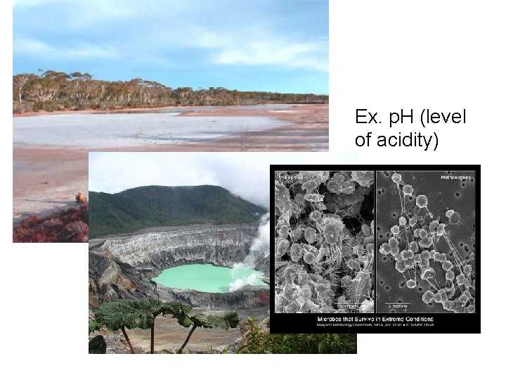 Ex. p. H (level of acidity) Ex. p. H (level of acidity)