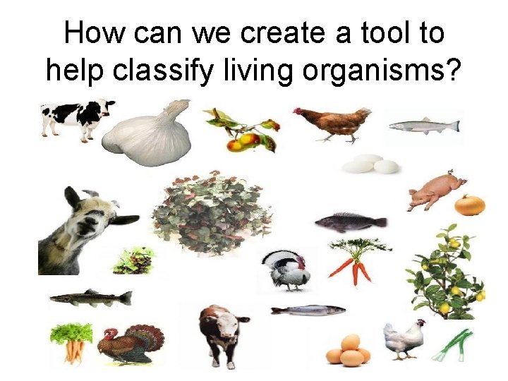 How can we create a tool to help classify living organisms? How can we create a tool to help classify living organisms?