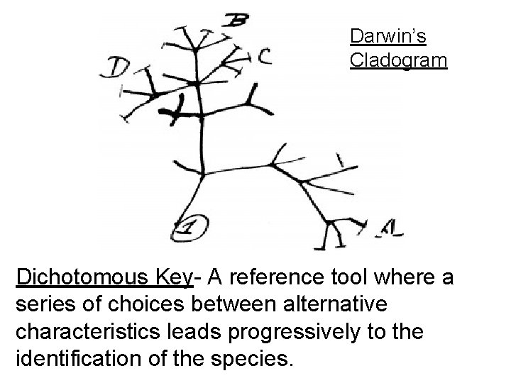 Darwin’s Cladogram Dichotomous Key- A reference tool where a series of choices between alternative Darwin’s Cladogram Dichotomous Key- A reference tool where a series of choices between alternative