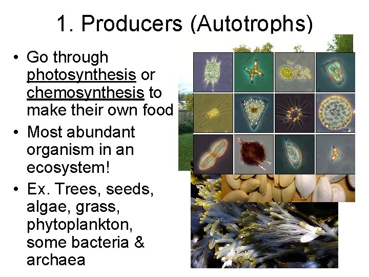 1. Producers (Autotrophs) • Go through photosynthesis or chemosynthesis to make their own food 1. Producers (Autotrophs) • Go through photosynthesis or chemosynthesis to make their own food