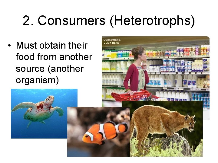 2. Consumers (Heterotrophs) • Must obtain their food from another source (another organism) 2. Consumers (Heterotrophs) • Must obtain their food from another source (another organism)