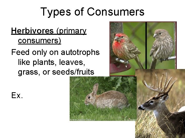 Types of Consumers Herbivores (primary consumers) Feed only on autotrophs like plants, leaves, grass, Types of Consumers Herbivores (primary consumers) Feed only on autotrophs like plants, leaves, grass,