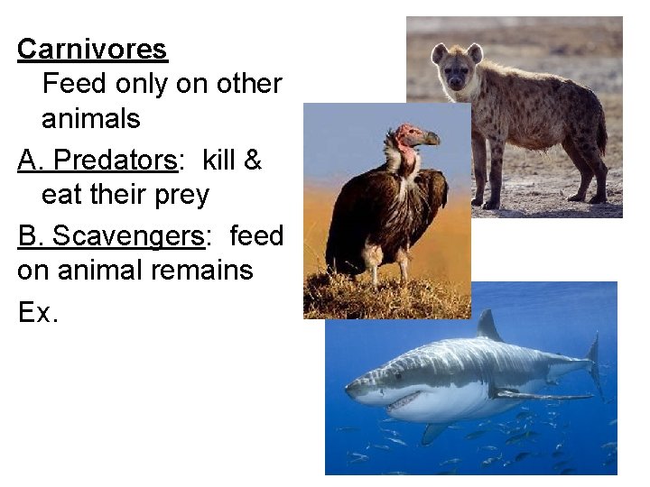 Carnivores Feed only on other animals A. Predators: kill & eat their prey B. Carnivores Feed only on other animals A. Predators: kill & eat their prey B.