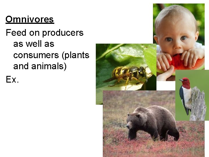 Omnivores Feed on producers as well as consumers (plants and animals) Ex. Omnivores Feed on producers as well as consumers (plants and animals) Ex.