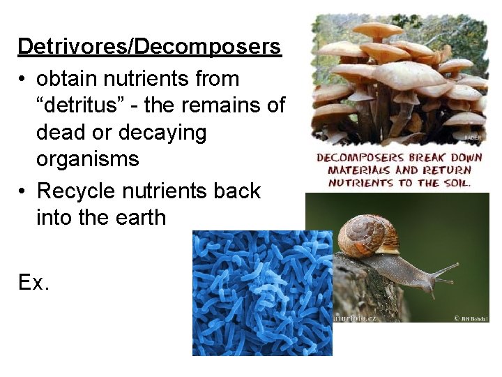 Detrivores/Decomposers • obtain nutrients from “detritus” - the remains of dead or decaying organisms Detrivores/Decomposers • obtain nutrients from “detritus” - the remains of dead or decaying organisms