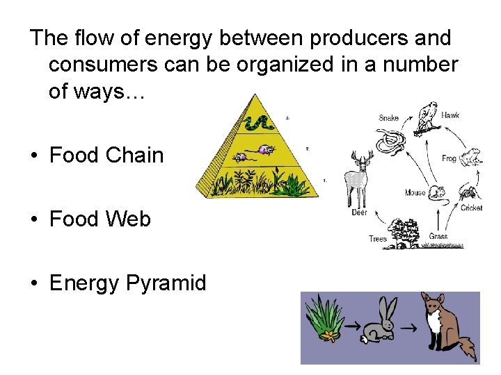 The flow of energy between producers and consumers can be organized in a number The flow of energy between producers and consumers can be organized in a number