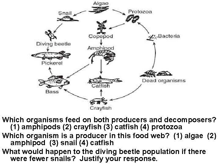 Which organisms feed on both producers and decomposers? (1) amphipods (2) crayfish (3) catfish Which organisms feed on both producers and decomposers? (1) amphipods (2) crayfish (3) catfish