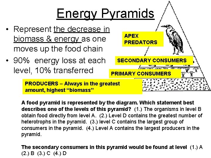 Energy Pyramids • Represent the decrease in APEX biomass & energy as one PREDATORS Energy Pyramids • Represent the decrease in APEX biomass & energy as one PREDATORS