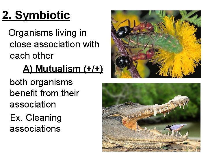 2. Symbiotic Organisms living in close association with each other A) Mutualism (+/+) both 2. Symbiotic Organisms living in close association with each other A) Mutualism (+/+) both