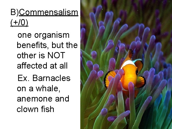B)Commensalism (+/0) one organism benefits, but the other is NOT affected at all Ex. B)Commensalism (+/0) one organism benefits, but the other is NOT affected at all Ex.