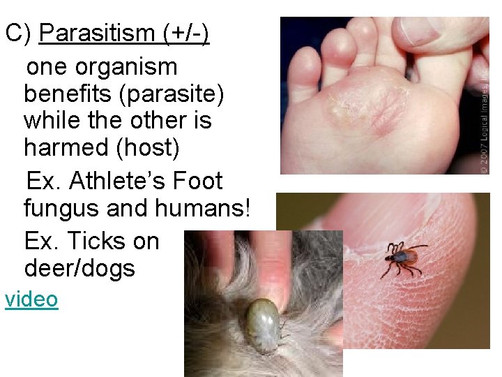 C) Parasitism (+/-) one organism benefits (parasite) while the other is harmed (host) Ex. C) Parasitism (+/-) one organism benefits (parasite) while the other is harmed (host) Ex.