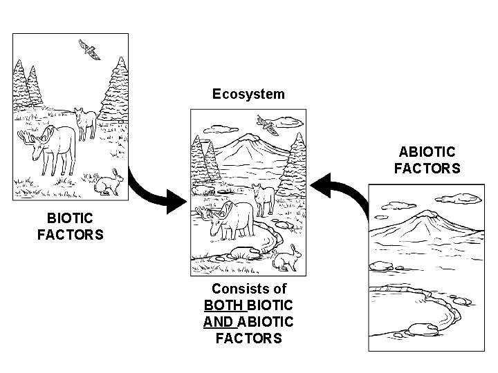 Ecosystem ABIOTIC FACTORS Consists of BOTH BIOTIC AND ABIOTIC FACTORS Ecosystem ABIOTIC FACTORS Consists of BOTH BIOTIC AND ABIOTIC FACTORS