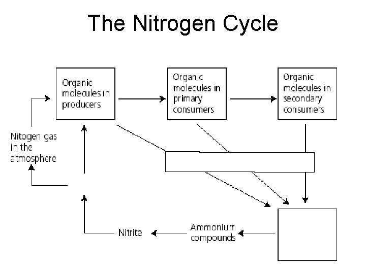 The Nitrogen Cycle The Nitrogen Cycle