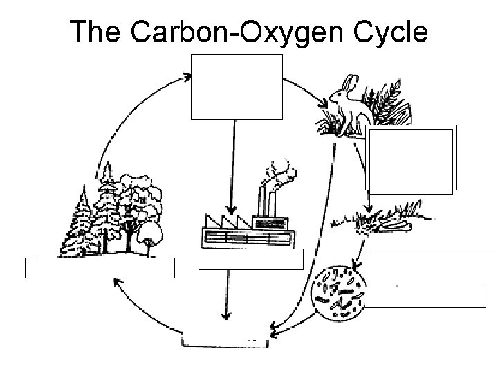 The Carbon-Oxygen Cycle OXYGEN Respiration in Plants and Animals Photosynthesis Combustion Dead Organisms Decomposition The Carbon-Oxygen Cycle OXYGEN Respiration in Plants and Animals Photosynthesis Combustion Dead Organisms Decomposition