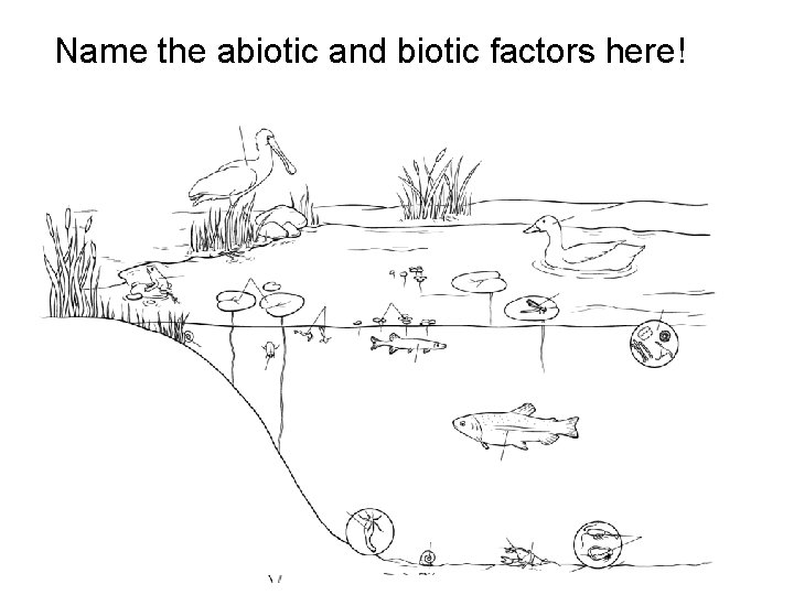 Name the abiotic and biotic factors here! Name the abiotic and biotic factors here!