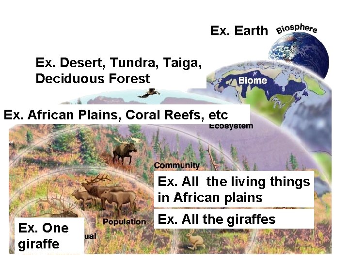 Ex. Earth Ex. Desert, Tundra, Taiga, Deciduous Forest Ex. African Plains, Coral Reefs, etc Ex. Earth Ex. Desert, Tundra, Taiga, Deciduous Forest Ex. African Plains, Coral Reefs, etc